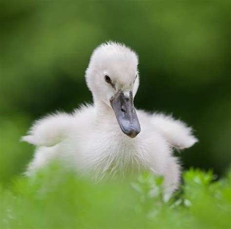 So vulnerable! @freak1ingawesome | Baby swan, Swan, Pet birds