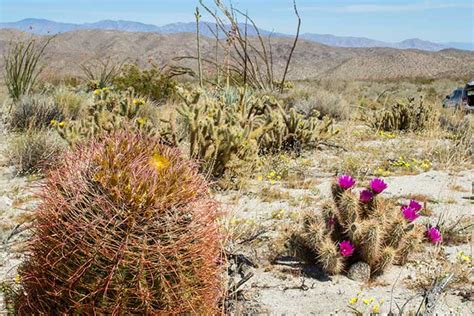 Beautiful Desert Plants With Names