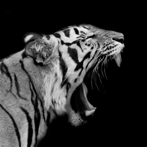 Sumatran tiger roaring Stock Photos, Royalty Free Sumatran tiger ...