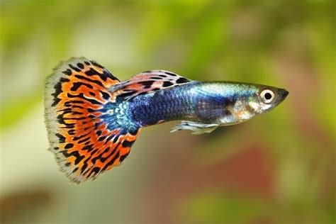 Guppy Care Guide - Requirements & Breeding » Petsoid