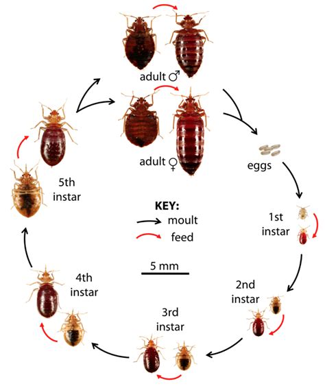 How to Get Rid of Bed Bugs: Low-Cost, DIY Extermination Without Toxic ...