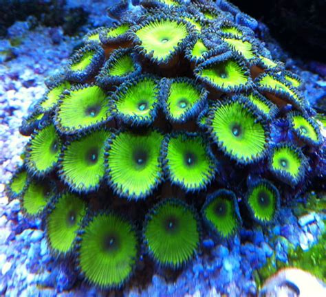 Live Nuclear Green Paly Palythoa Frag Coral Reef Saltwater | Etsy