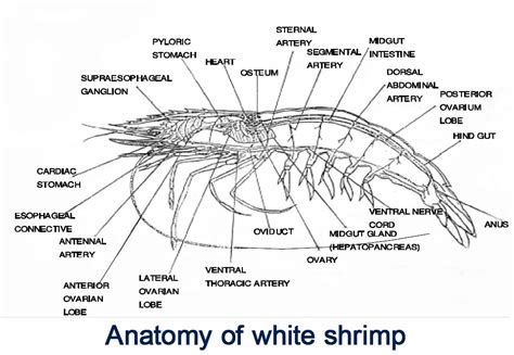 Shrimp Culture | Morphology, anatomy, and physiology of shrimp ...