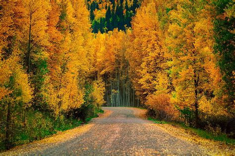 HD wallpaper: Autumn Trees Forest Road Nature Cool, roads | Wallpaper Flare