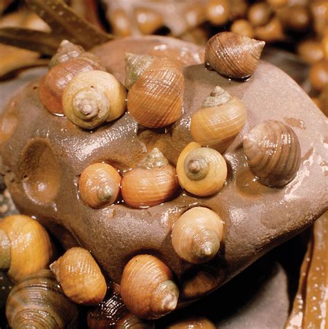 Periwinkle | Gastropod, Intertidal, Mollusk | Britannica