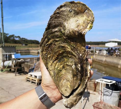 重さ1.4キロの巨大カキ、仏で発見 食べず海に戻される 写真2枚 国際ニュース：AFPBB News