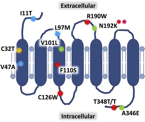 The Role of Formylated Peptides and Formyl Peptide Receptor 1 in ...