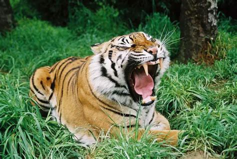 Sumatran Tiger Facts | Sumatran Tiger Habitat & Diet