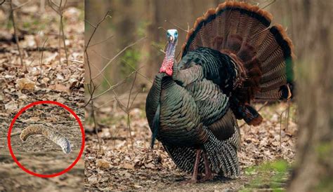 What Does Turkey Poop Look Like? A Hunter's Guide to Identifying Turkey ...