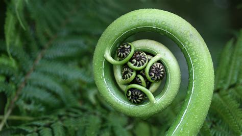 Silver Fern Frond – Bing Wallpaper Download