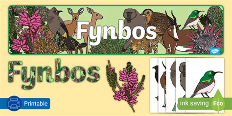 Fynbos Biome | South Africa | Info And Teaching Resources