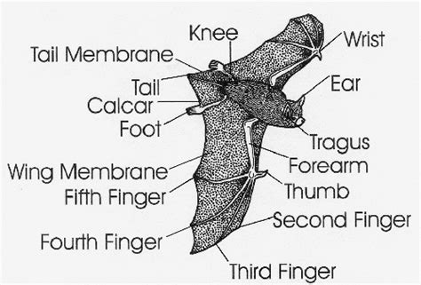 Bat Anatomy - Field Guide to Maryland Bats