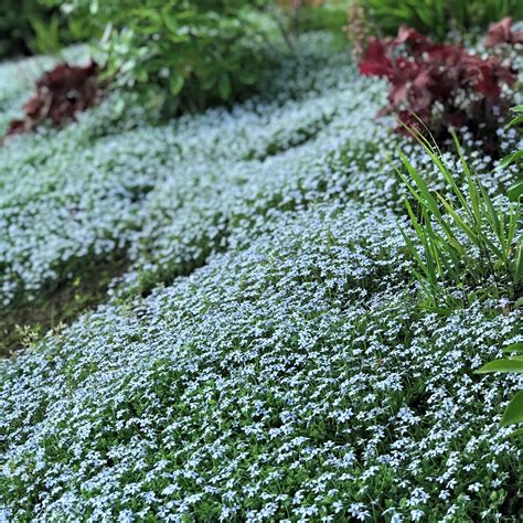 Blue Star Creeper Lawn