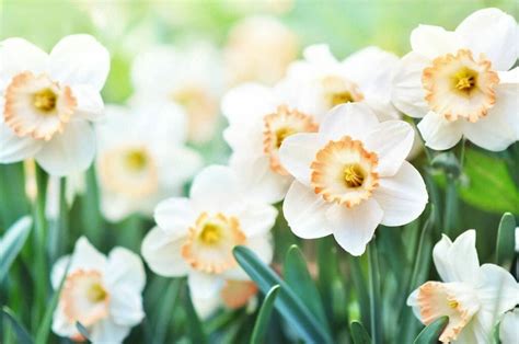 Narcissus Flowers: Meanings, Symbolism, and Myths - Petal Republic