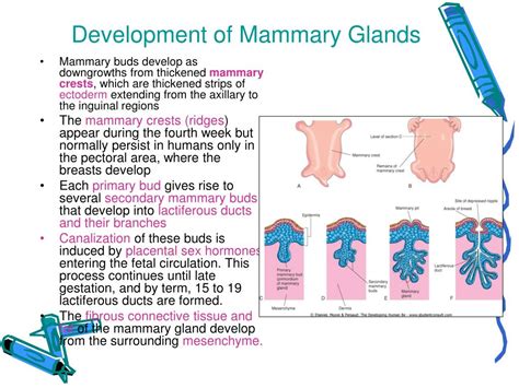 PPT - Mammary Gland PowerPoint Presentation - ID:643207