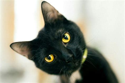 Black Cat With Yellow Eyes: Do They Exist?