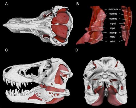 How strong was a Tyrannosaurus rex bite? - Business Insider