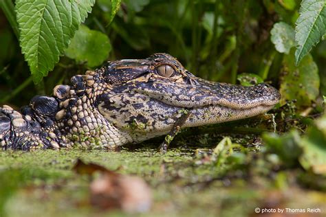 Image, Stock Photo American Alligator habitat | Thomas Reich, bilderreich