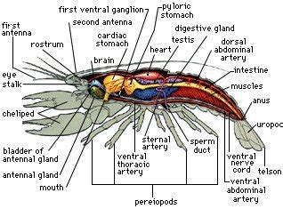 Aqua Fanatic: Crayfish Anatomy