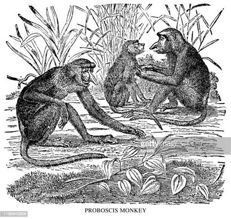 40 Proboscis Monkey High Res Illustrations - Getty Images