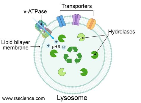 Lysosome - the cell’s recycling center - definition, structure ...