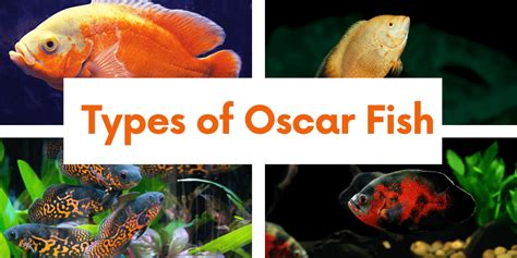 Types of Oscar Fish - True Aquarium