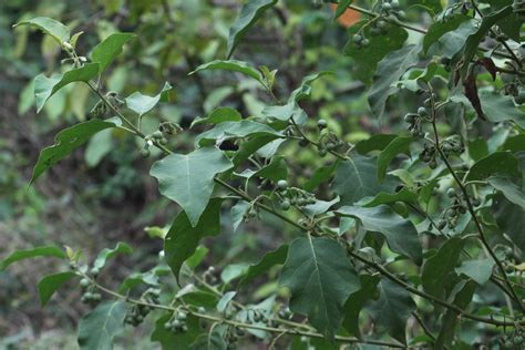 Solanum torvum Sw. | Plants of the World Online | Kew Science