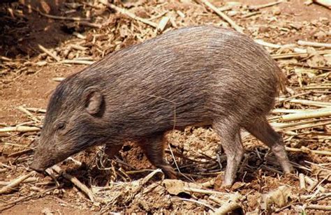 Pygmy hog - Alchetron, The Free Social Encyclopedia