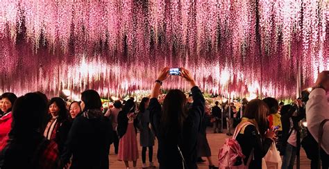 Japan's wisteria tunnels are the next best thing since its cherry ...