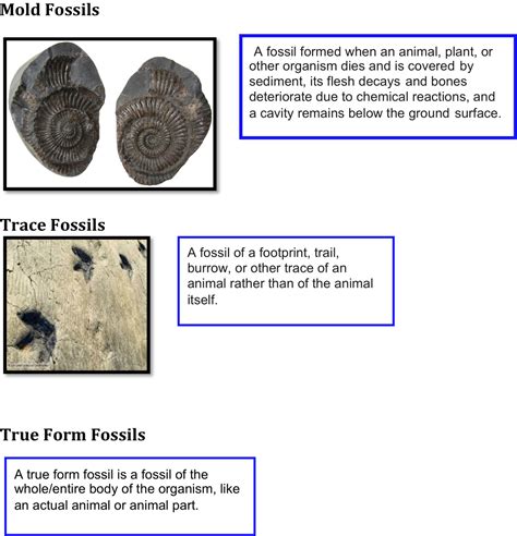 10 Types Of Fossils