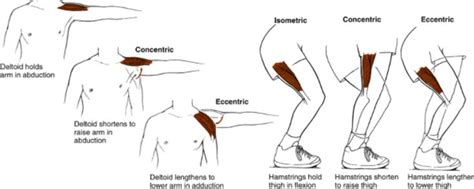 Image result | Physical therapy student, Concentric vs eccentric, Group ...