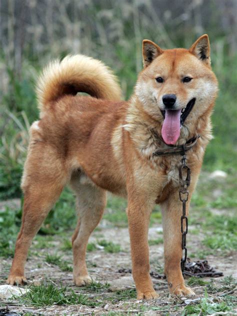 Korean Jindo - Wikiwand