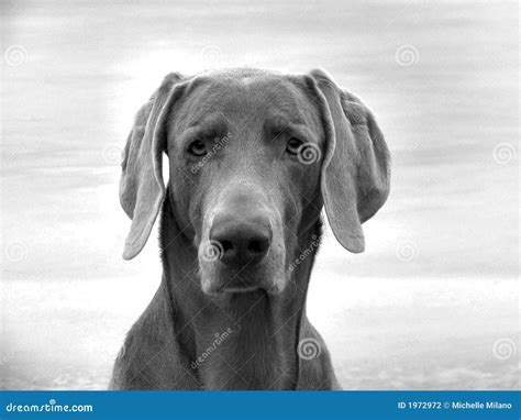 Weimaraner portrait stock photo. Image of weimerener, hunting - 1972972