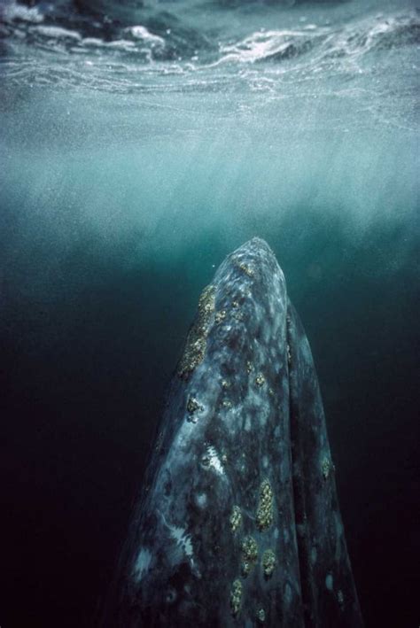 Gray Whale in breeding lagoon Magdalena Bay Baja California Mexico ...