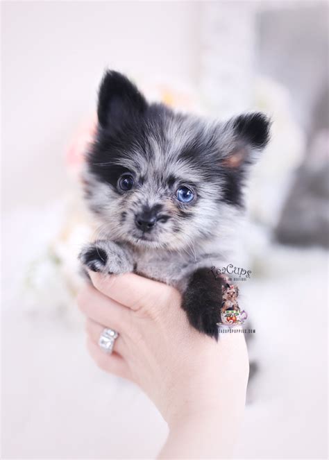 Blue merle pomeranian for sale in pa