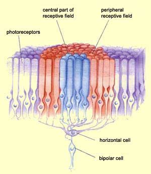 THE BRAIN FROM TOP TO BOTTOM