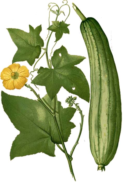 Luffa operculata – Mother tincture – Homeoresearch.com