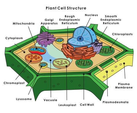 Plant cell structure – Artofit