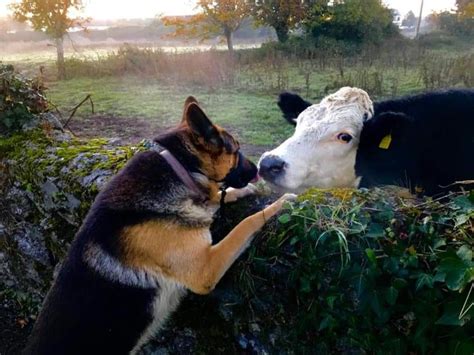 GALLERY: This dog and cow in Laois are best friends... - Photo 1 of 8 ...