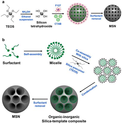 Pharmaceutics | Free Full-Text | Mesoporous Silica Nanoparticles as a ...