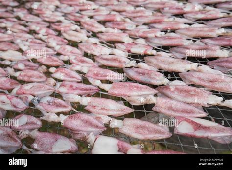 Dried squid farm on net , wide shot Stock Photo - Alamy