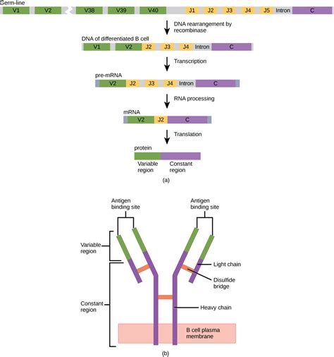 23.3. Antibodies – Concepts of Biology