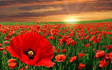 The Poppy Flower And It's Significance To Memorial Day - Avas Flowers