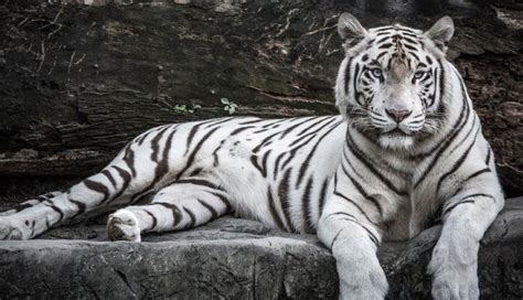 Harimau Putih Itu Albino atau Spesies Tersendiri? Cek Faktanya ...