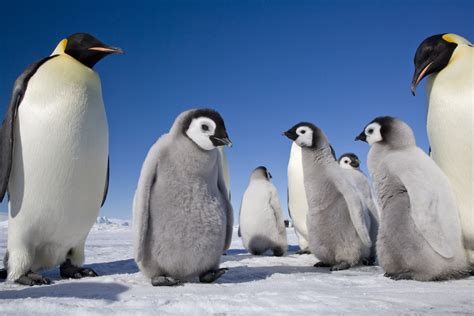 Wildlife Photographer Sue Flood Discusses Her Love of Emperor Penguins