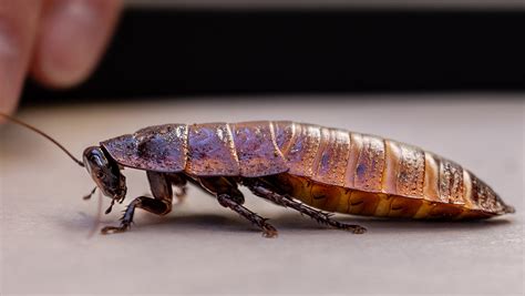 Madagascar hissing cockroach | Zoo Boise