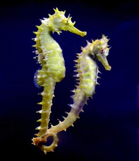 Amazing Seahorse - Seahorses Facts, Photos, Information, Habitats, News ...