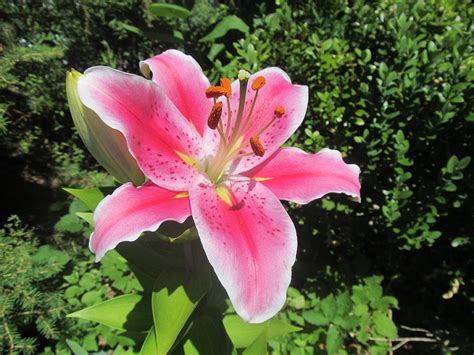 Pink Tiger Lily in Full Bloom Photograph by Lisa Fougere - Fine Art America