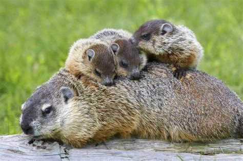 Groundhog with babies on back - Animals Photo (39847716) - Fanpop