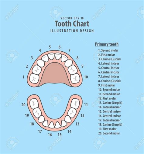 open mouth diagram